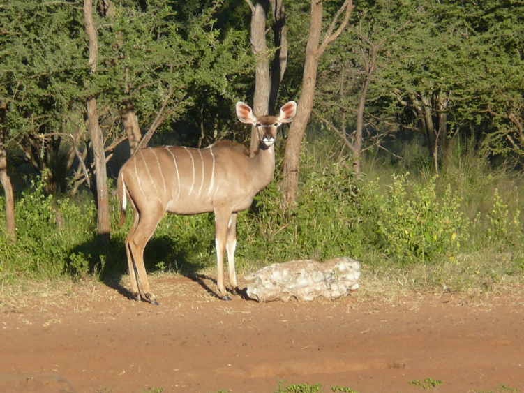 33   kudu.jpg